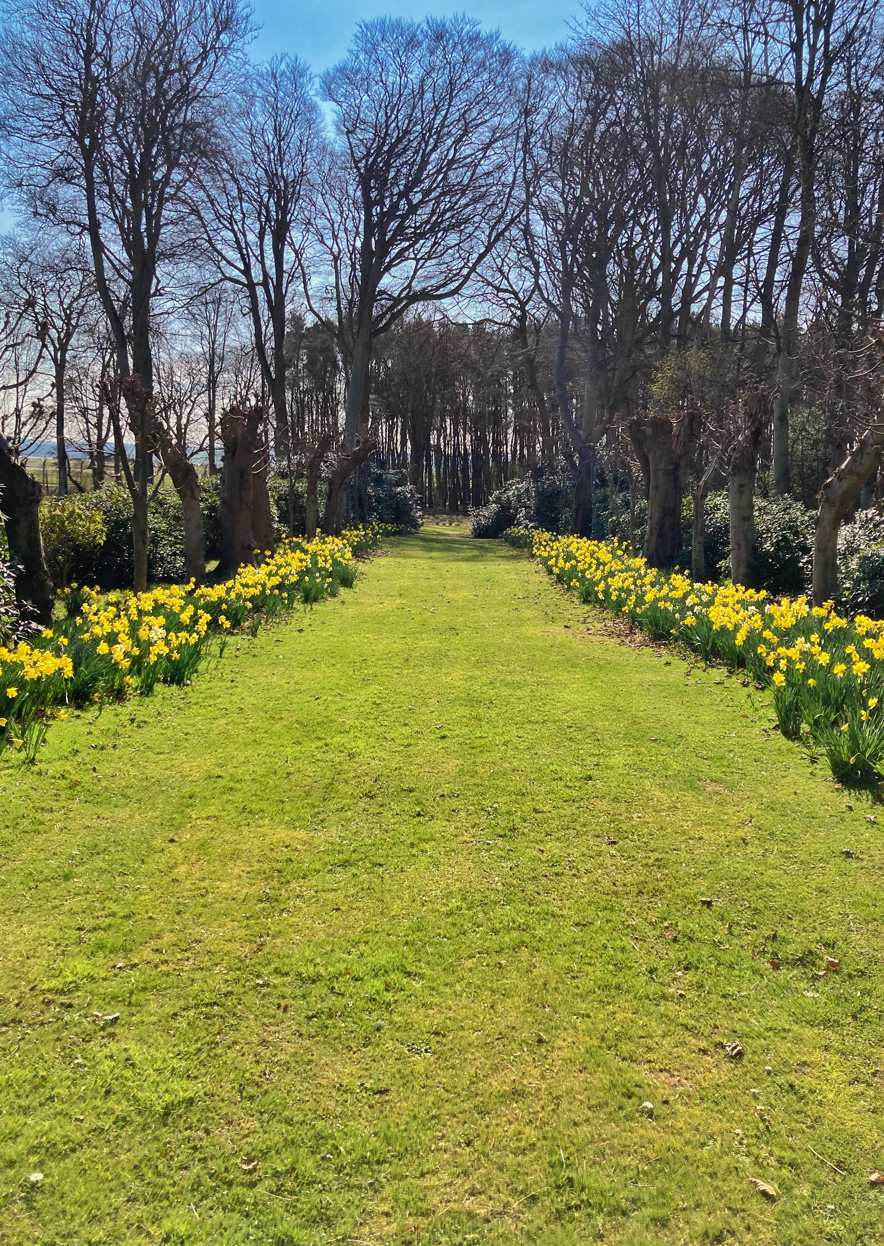 Daffodil Garden Walkway