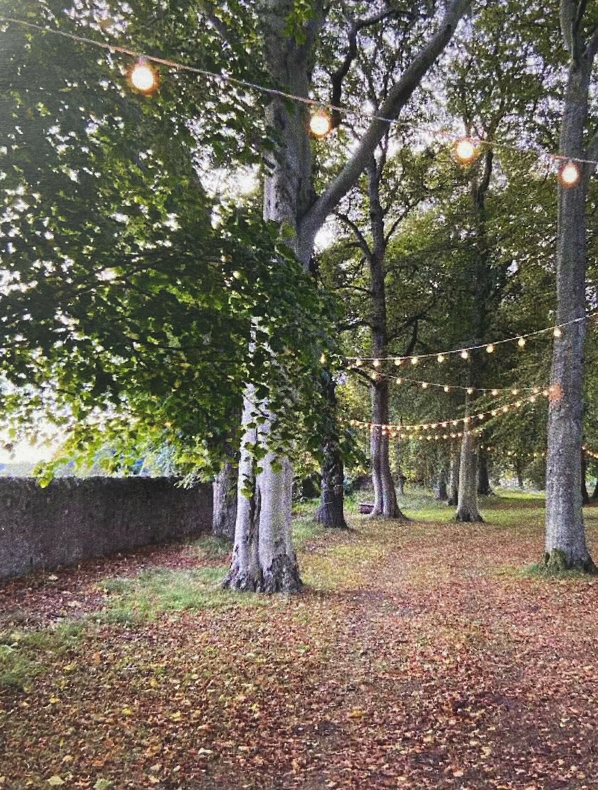 Fairy lights in the trees